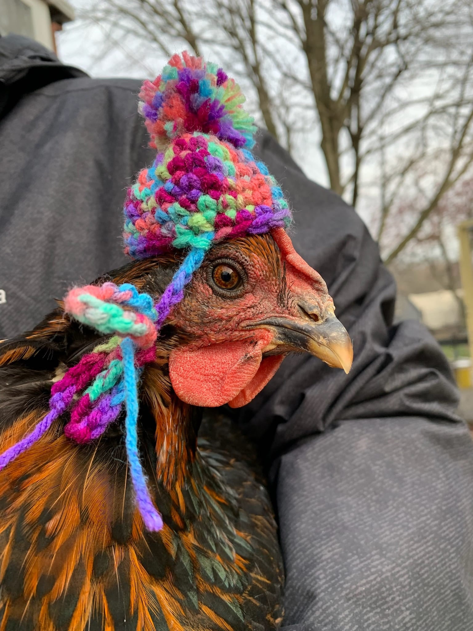 Knit Hat Chicken Hats For Sale Elastic Chicken Hats For Hens Set